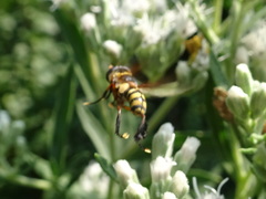 Trichopoda plumipes
