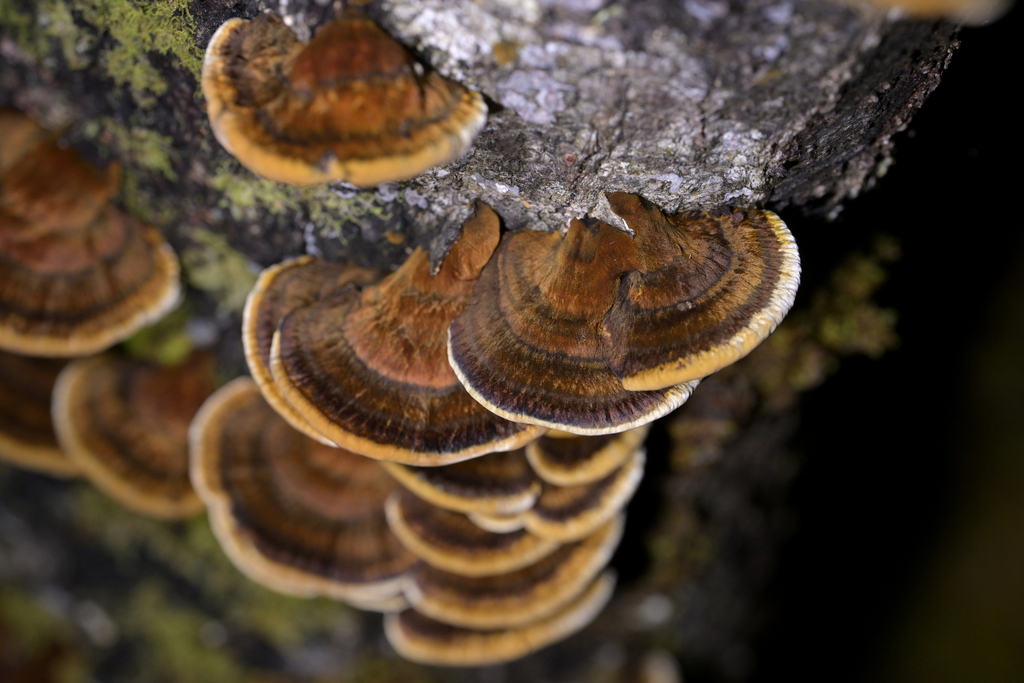 Inonotus nothofagi · May 2025 · photo: © christopherstephens (iNaturalist, cc-by)