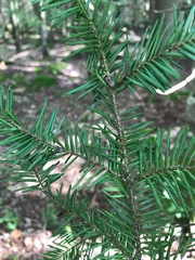 Abies balsamea image