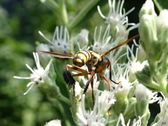 Trichopoda plumipes