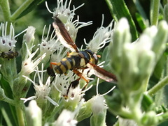 Trichopoda plumipes