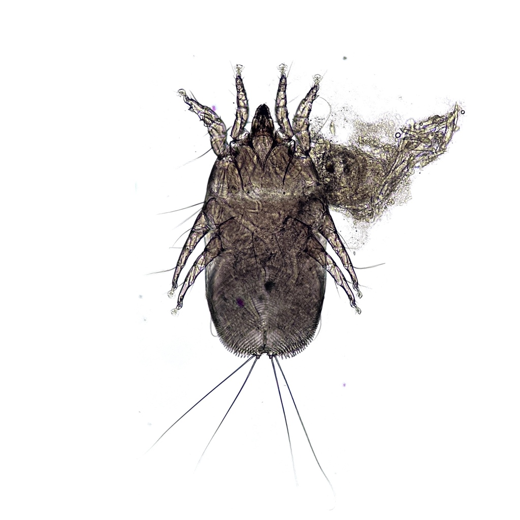 Metanalges grossus