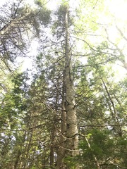 Abies balsamea image