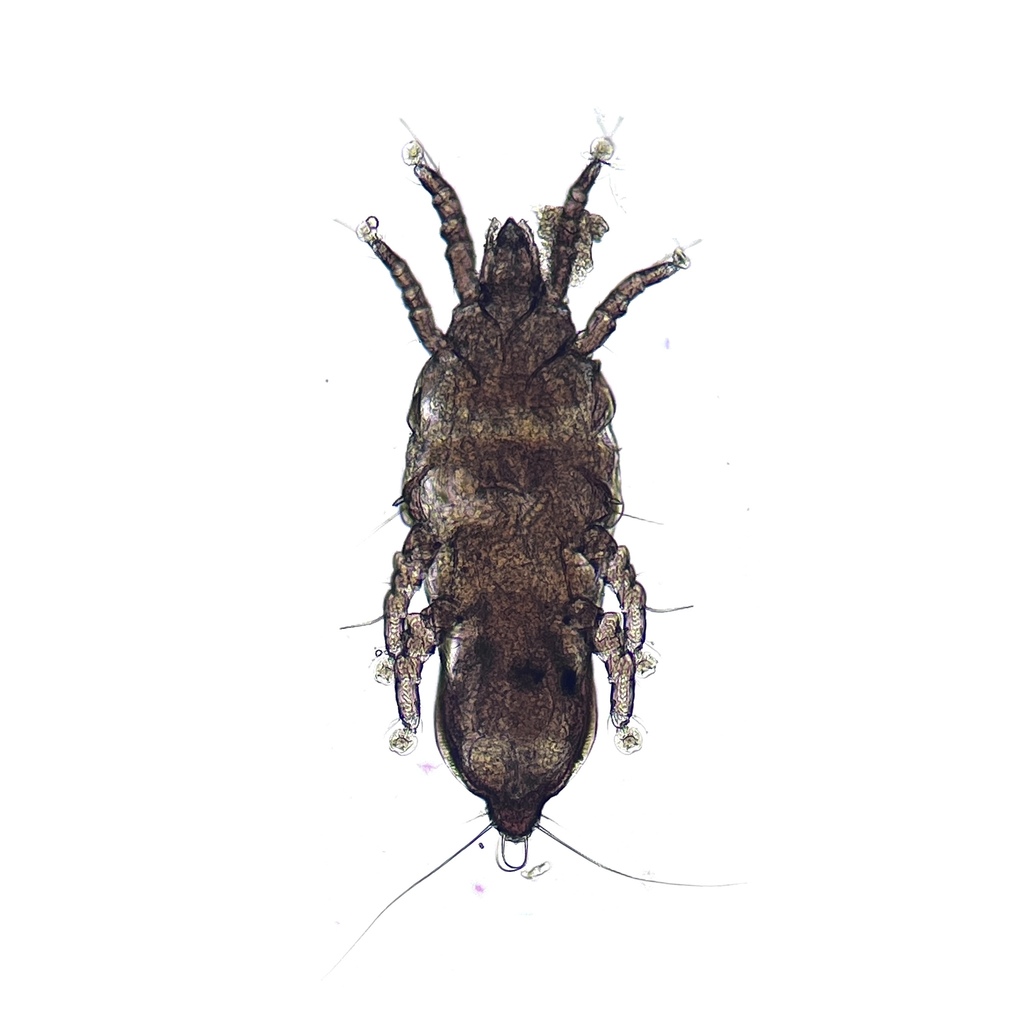 Grallolichus proctogamus