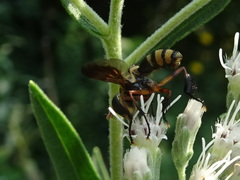 Trichopoda plumipes