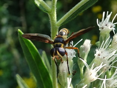 Trichopoda plumipes