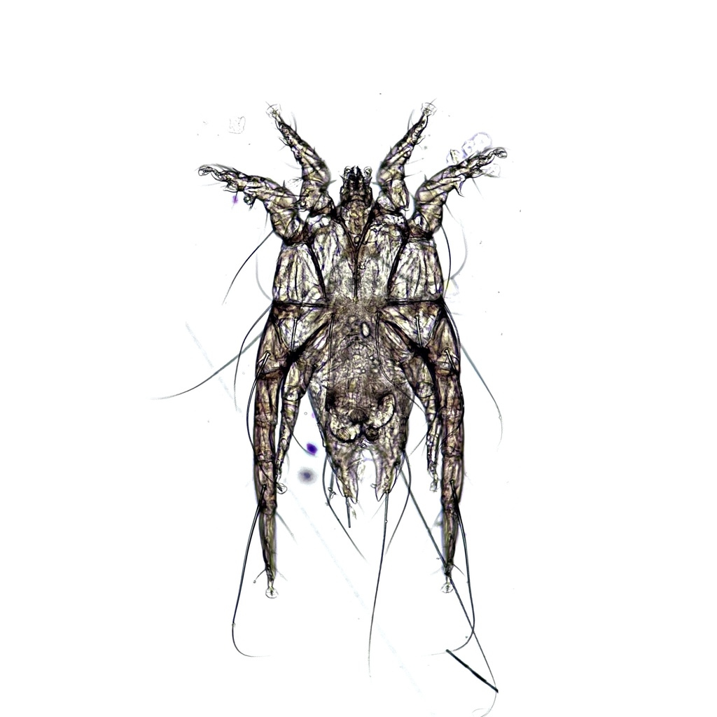 Megniniella gallinulae