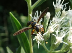 Trichopoda plumipes