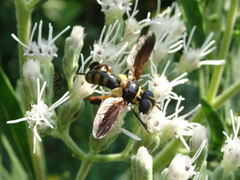 Trichopoda plumipes