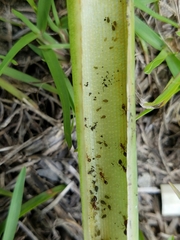 Rhopalosiphum enigmae