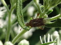 Harmostes fraterculus