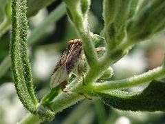 Harmostes fraterculus