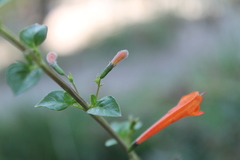 Clinopodium mexicanum