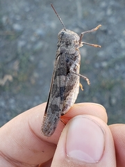 Cratypedes neglectus