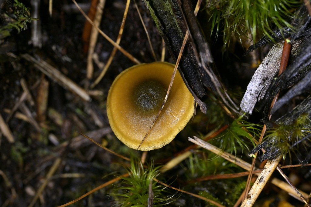 Cortinarius alienatus · May 2025 · photo: © christopherstephens (iNaturalist, cc-by)