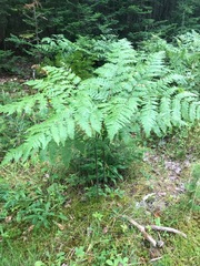 Pteridium aquilinum