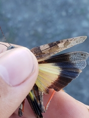 Cratypedes neglectus