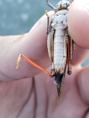 Cratypedes neglectus