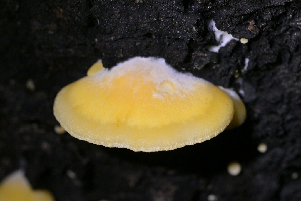 Crepidotus praecipuus · May 2025 · photo: © christopherstephens (iNaturalist, cc-by)