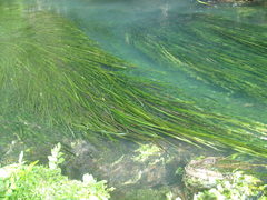 Vallisneria australis