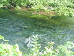 Vallisneria australis