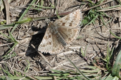 Dingy Skipper photo 4