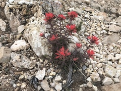 Castilleja integra
