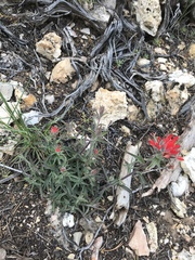 Castilleja integra