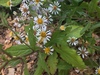Wood Asters - Photo (c) Tea Parker-Essig, some rights reserved (CC BY-NC), uploaded by Tea Parker-Essig