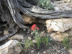 Castilleja integra