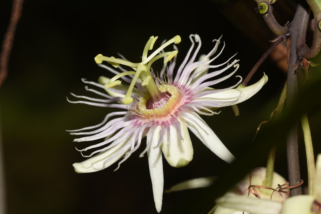 Passiflora cochinchinensis