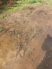 Echinochloa crus-galli