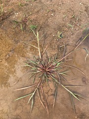 Echinochloa crus-galli