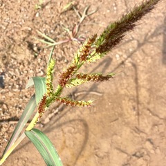 Echinochloa crus-galli