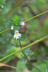 Euphrasia nemorosa