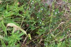 Euphrasia nemorosa