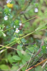 Euphrasia nemorosa