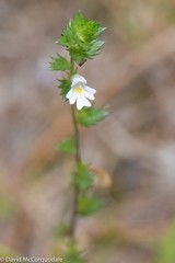 Euphrasia nemorosa