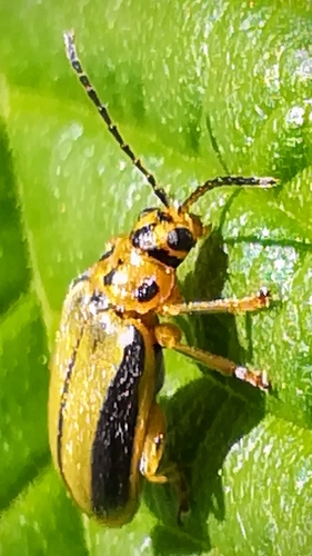 Elm leaf beetle