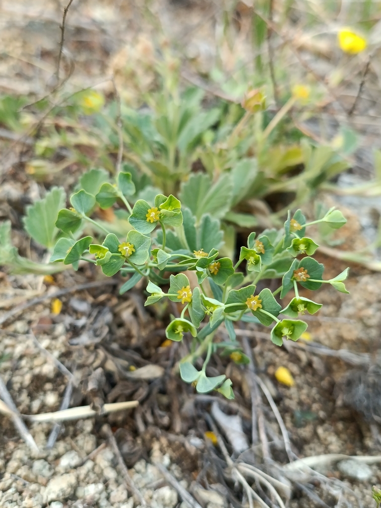 Euphorbia karoi