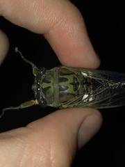 Neotibicen latifasciatus