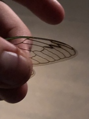 Neotibicen latifasciatus