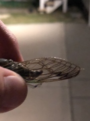 Neotibicen latifasciatus