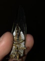 Neotibicen latifasciatus