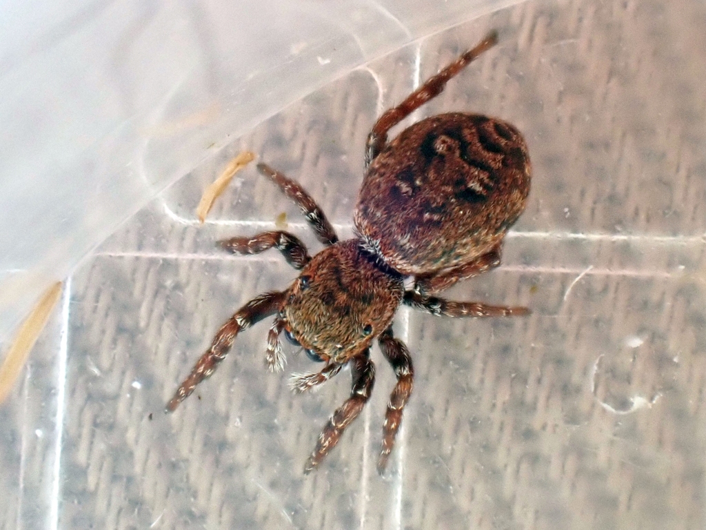 Sedge Jumper