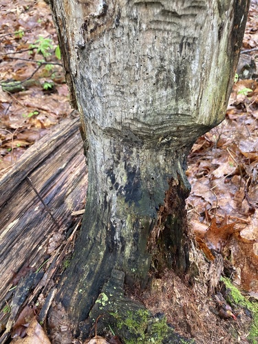 American Beaver photographed in New Hampshire