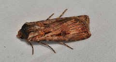 Agrotis radians