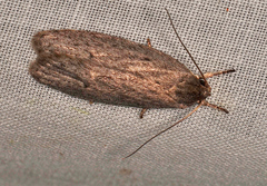 Phloeograptis obliquata
