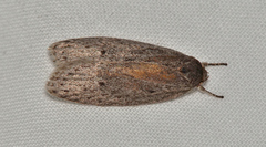 Phloeograptis obliquata