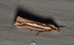 Rhynchopsota delogramma